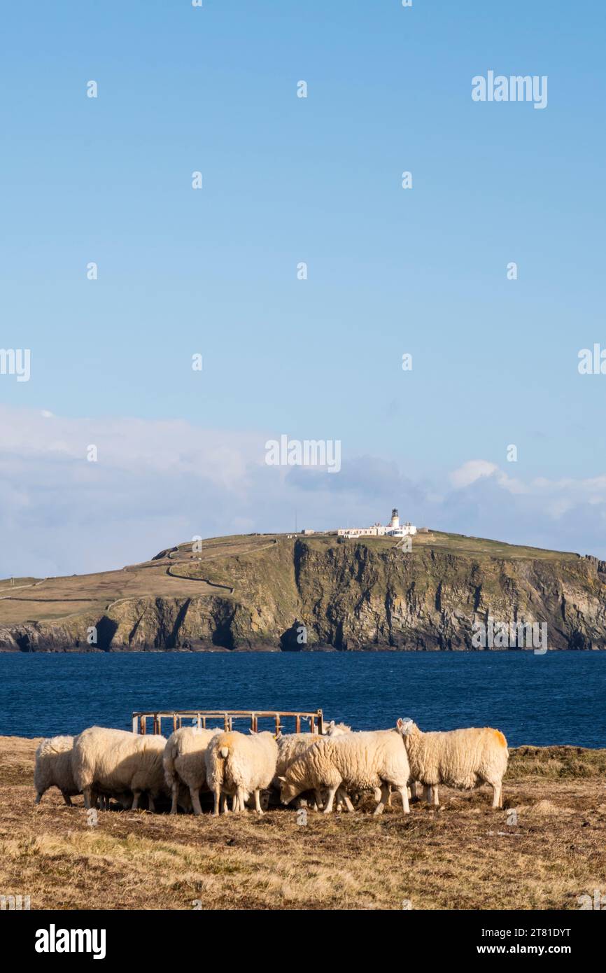 Schaffütterung bei Scatness auf Shetland Mainland, mit Sumburgh Head im Hintergrund. Stockfoto