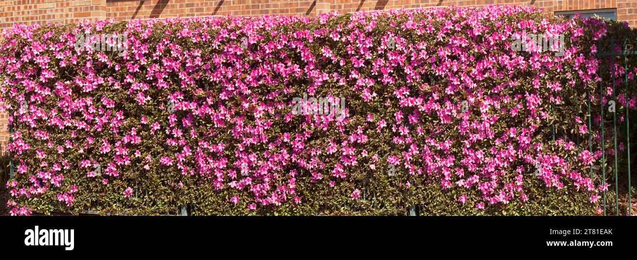 Panoramablick auf die Masse der leuchtend rosa Blumen der Sorte Azalea indica, die als Hecke in einem australischen Garten wächst Stockfoto