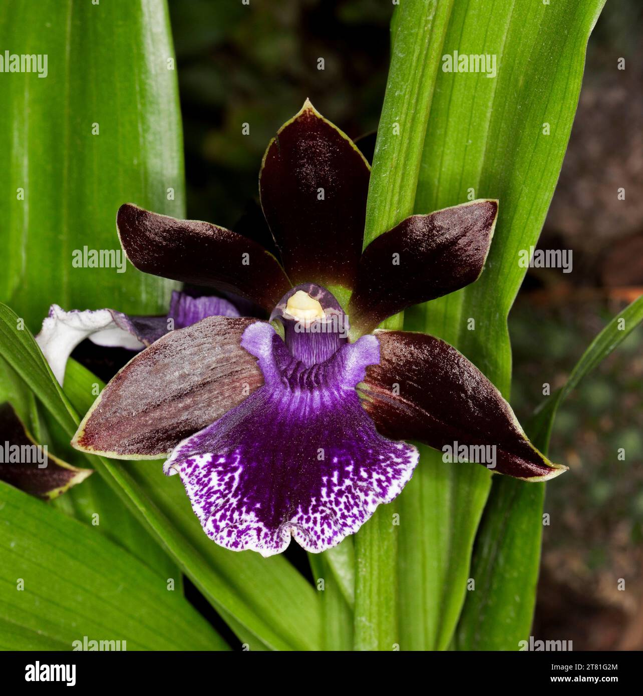 Dunkelviolette Orchideenblume Zygopetalum Debbie de Mello 'Honolulu Bay' vor grünem Hintergrund. Stockfoto