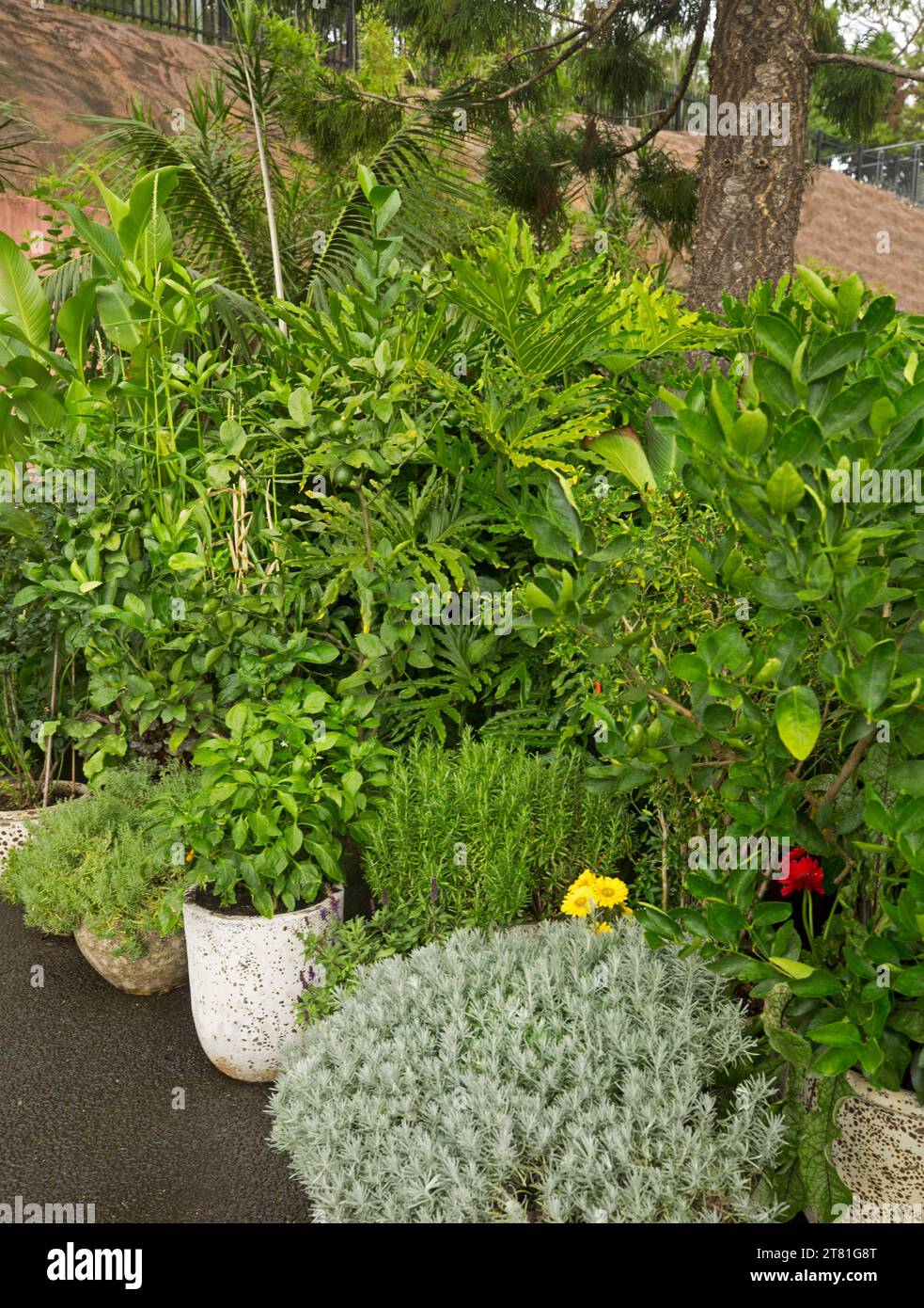 Sammlung von Pflanzen, einschließlich kulinarischer Kräuter, mit dichtem Laub in kräftigen Grün- und Grautönen, das in Behältern im Garten wächst Stockfoto