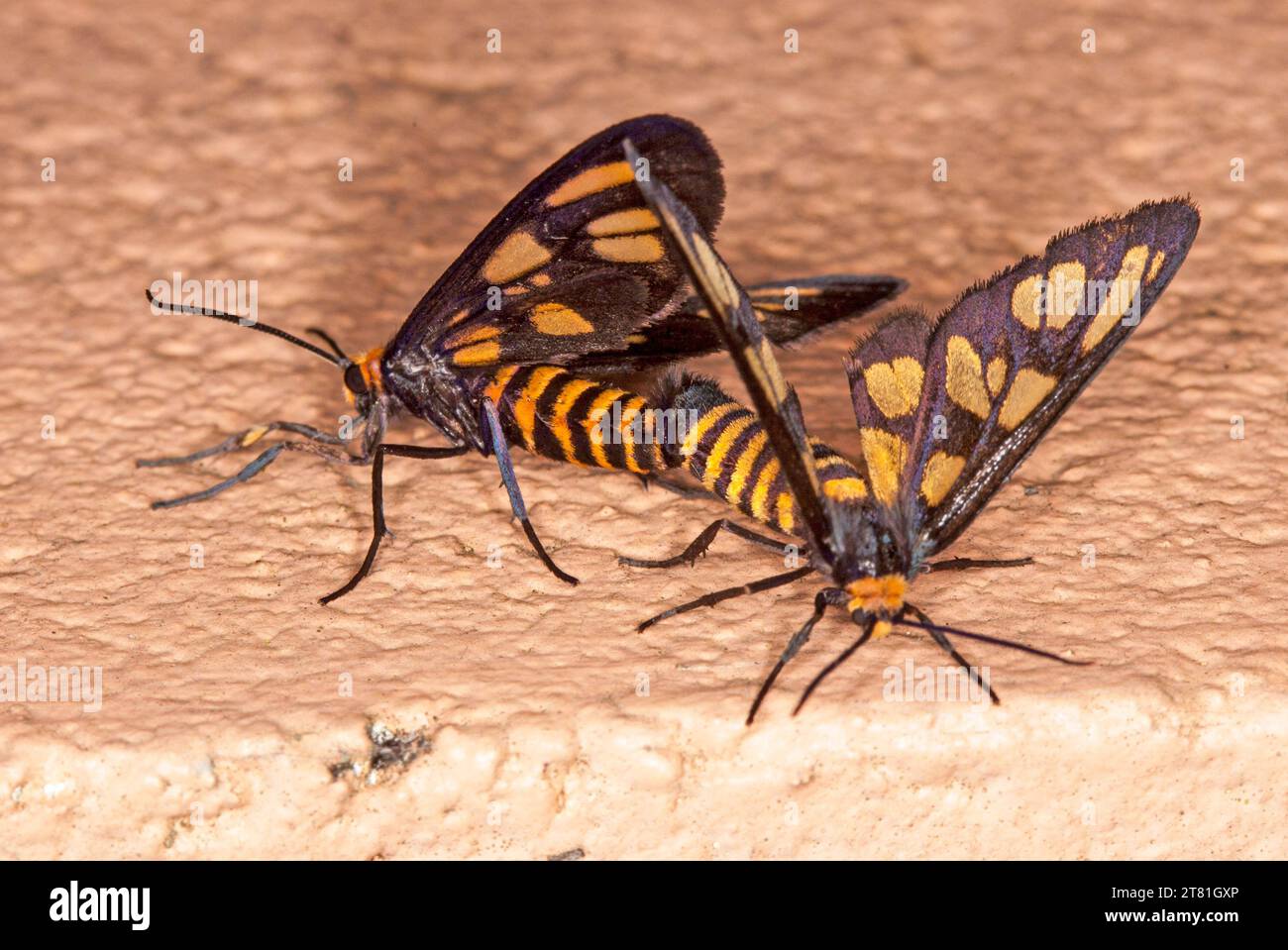 Orange und schwarze Wasp Moths, Eressa angustipenna, Paarung auf Gartenmauer in Australien Stockfoto