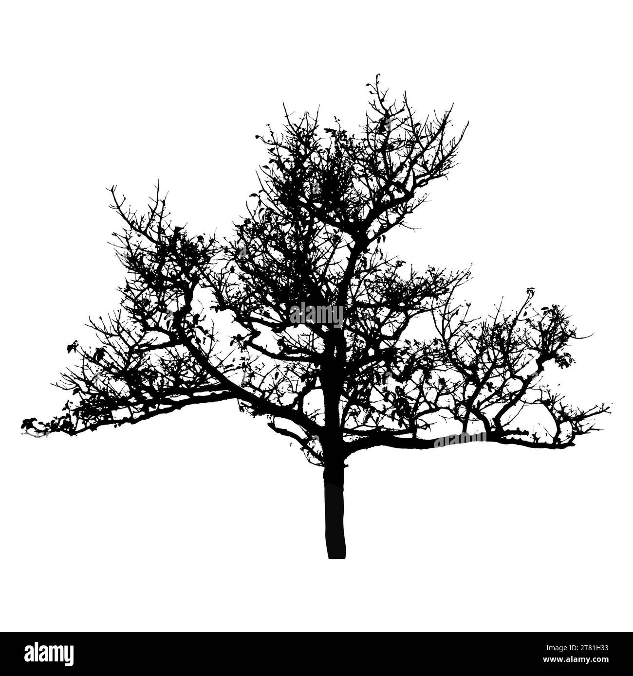 Bäume Silhouetten. Wald- und Parkkiefern Tannen und Fichten, Nadel- und Laubbäume. Vektor-isolierte Retro-Bilder Naturset Stockfoto