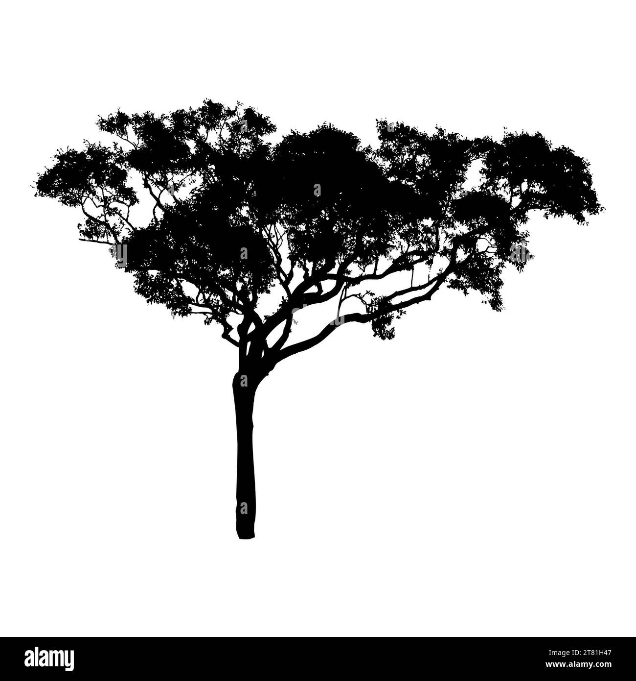 Bäume Silhouetten. Wald- und Parkkiefern Tannen und Fichten, Nadel- und Laubbäume. Vektor-isolierte Retro-Bilder Naturset Stockfoto