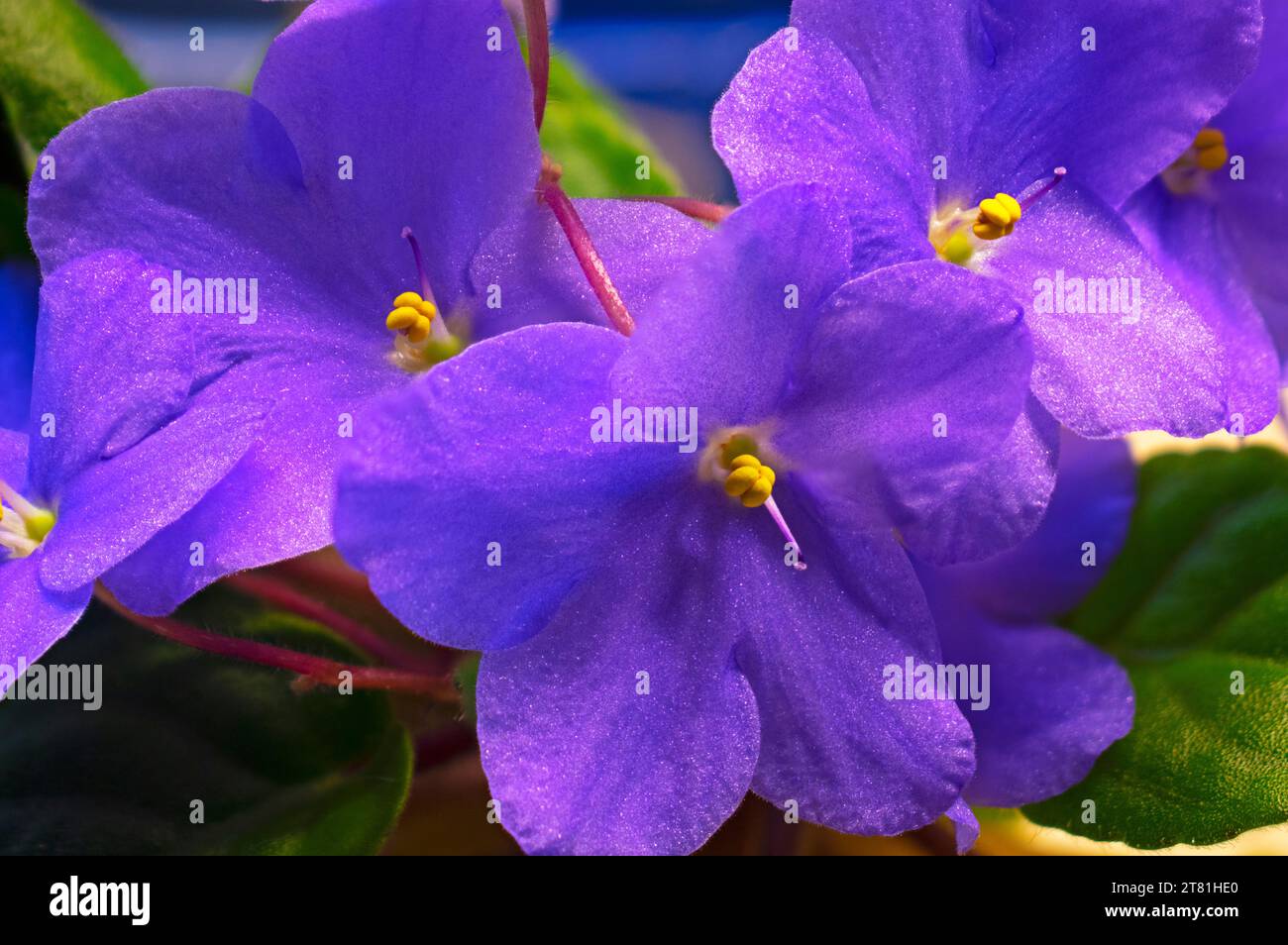 Fokus gestapelte Nahaufnahme von tiefblauen afrikanischen Violett-Blüten mit Details von Antheren und Stigma -07 Stockfoto