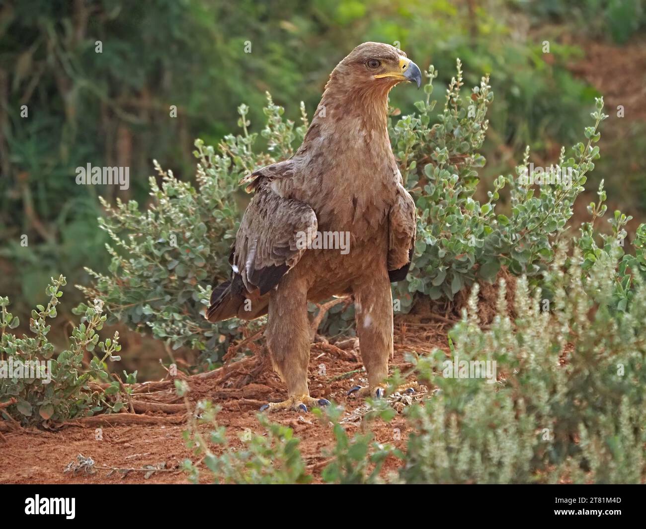 Mächtiger erwachsener Tawny-Adler (Aquila rapax) jagt auf dem Boden in trockenem Gestrüpp roter Erde Buschland der Provinz Galana, Kenia, Afrika Stockfoto