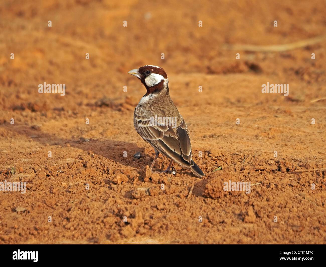 Männliche Kastanienköpfige Sparrow-Lark oder Kastanienköpfige finkenlarke (Eremopterix signata) kleine Passerine auf trockener roter Erde der Provinz Galana Kenia, Afrika Stockfoto