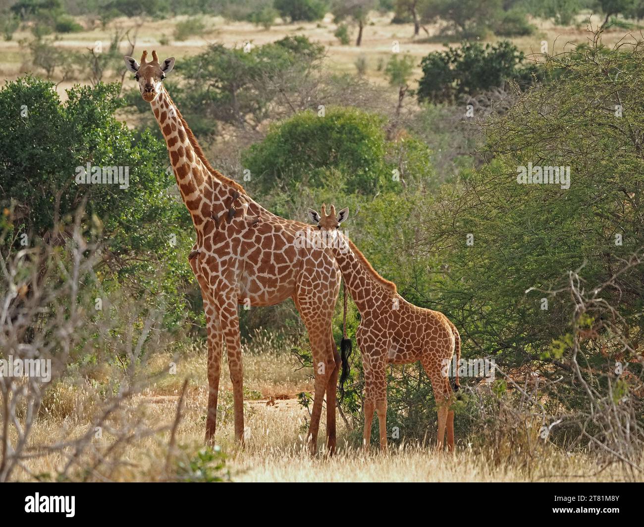 Die Mutter der retikulierten Giraffe (Giraffa reticulata/Giraffa camelopardalis reticulata) und das Kalb blickten beide in die Kamera in der Provinz Galana, Kenia, Afrika Stockfoto