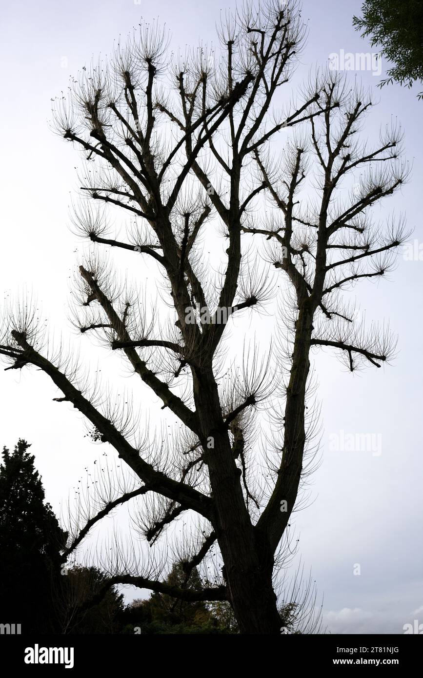 Silhouette von Bäumen und Ästen im Winter Stockfoto