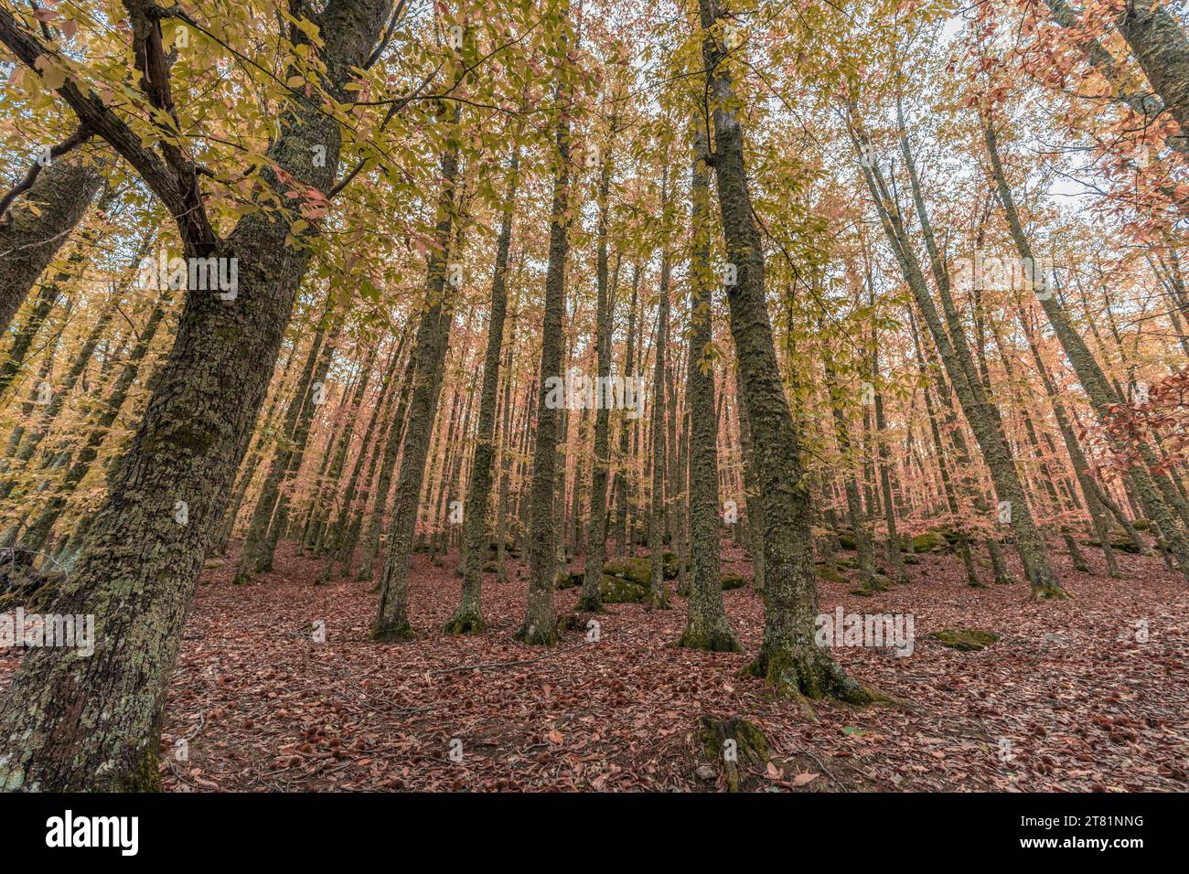 Weitwinkel-Autunm-Szene in Castanar de el Tiemblo. Kastanienwald in der Provinz Avila, Spanien Stockfoto