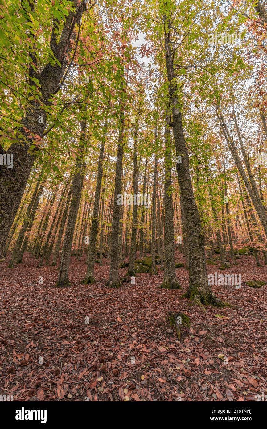 Weitwinkel-Autunm-Szene in Castanar de el Tiemblo. Kastanienwald in der Provinz Avila, Spanien Stockfoto