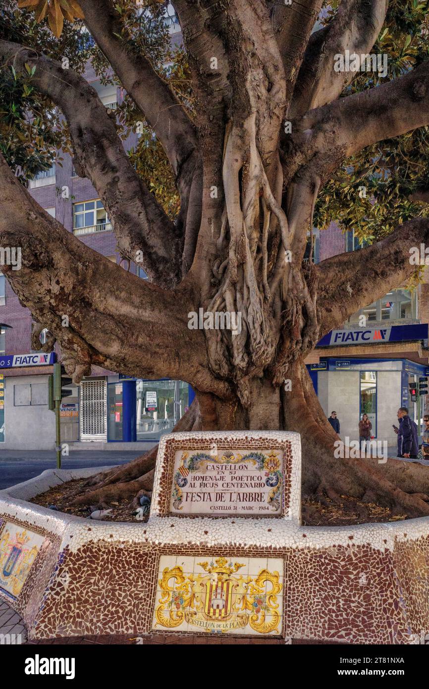 Keramikplatte als poetische Hommage an den hundertjährigen Ficus, Festa la Arbre, Plaza de María Agustina, Stadt Castello, Valencianische Gemeinschaft, Spanien, Europa Stockfoto