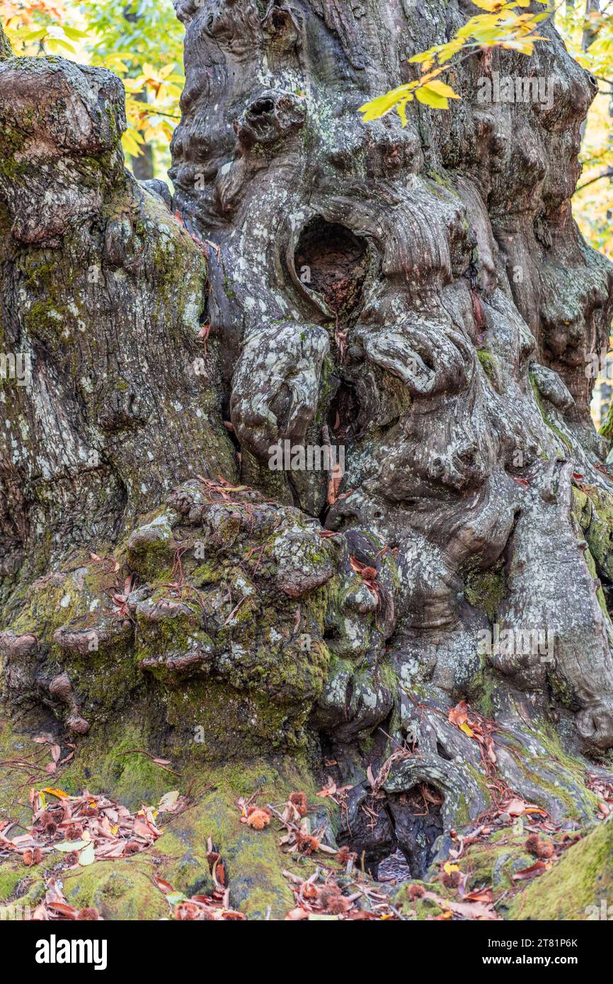 Autunm-Szene in Castanar de el Tiemblo. Kastanienwald in der Provinz Avila, Spanien Stockfoto