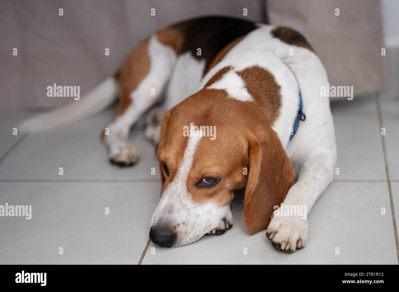 Beagle-Hund lag aus nächster Nähe auf dem Boden Stockfoto