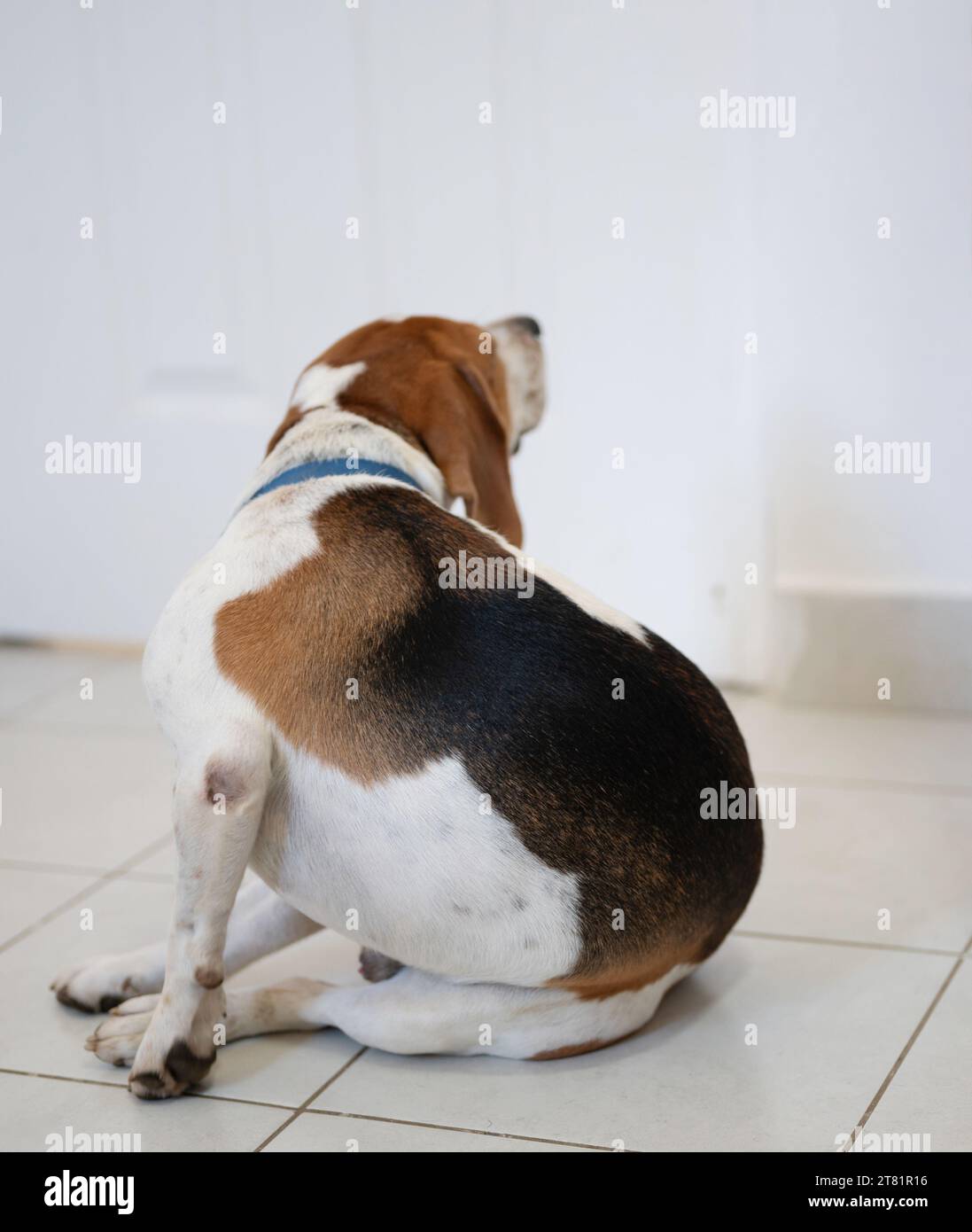 Beagle-Hund kratzt sein juckendes Ohr auf dem Hintergrund des Hauses Stockfoto