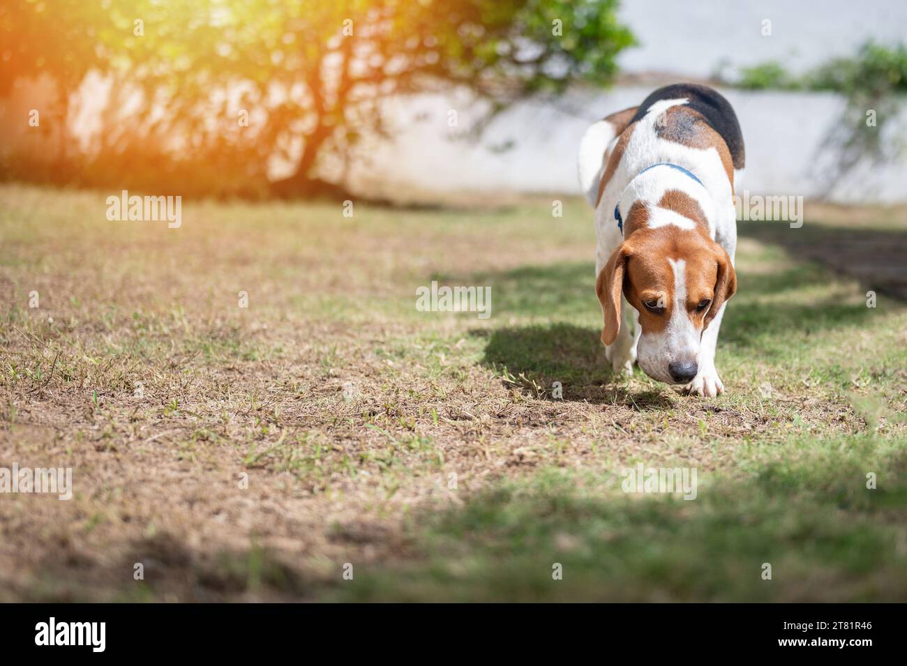 Laufender Beagle-Hund mit Tennisball auf grüner Terrasse Stockfoto