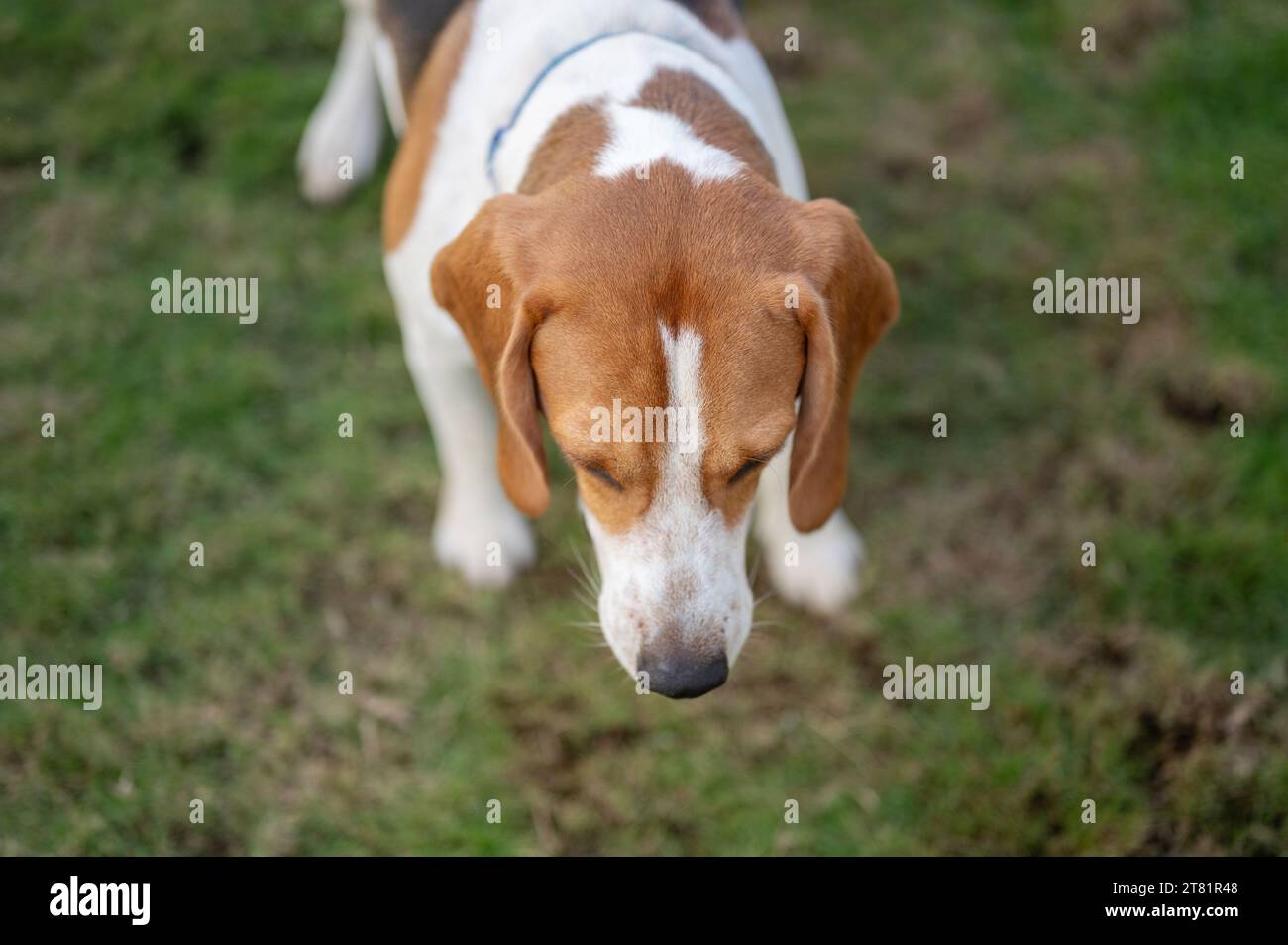 Beagle-Hund über Draufsicht auf grünem Grashintergrund Stockfoto