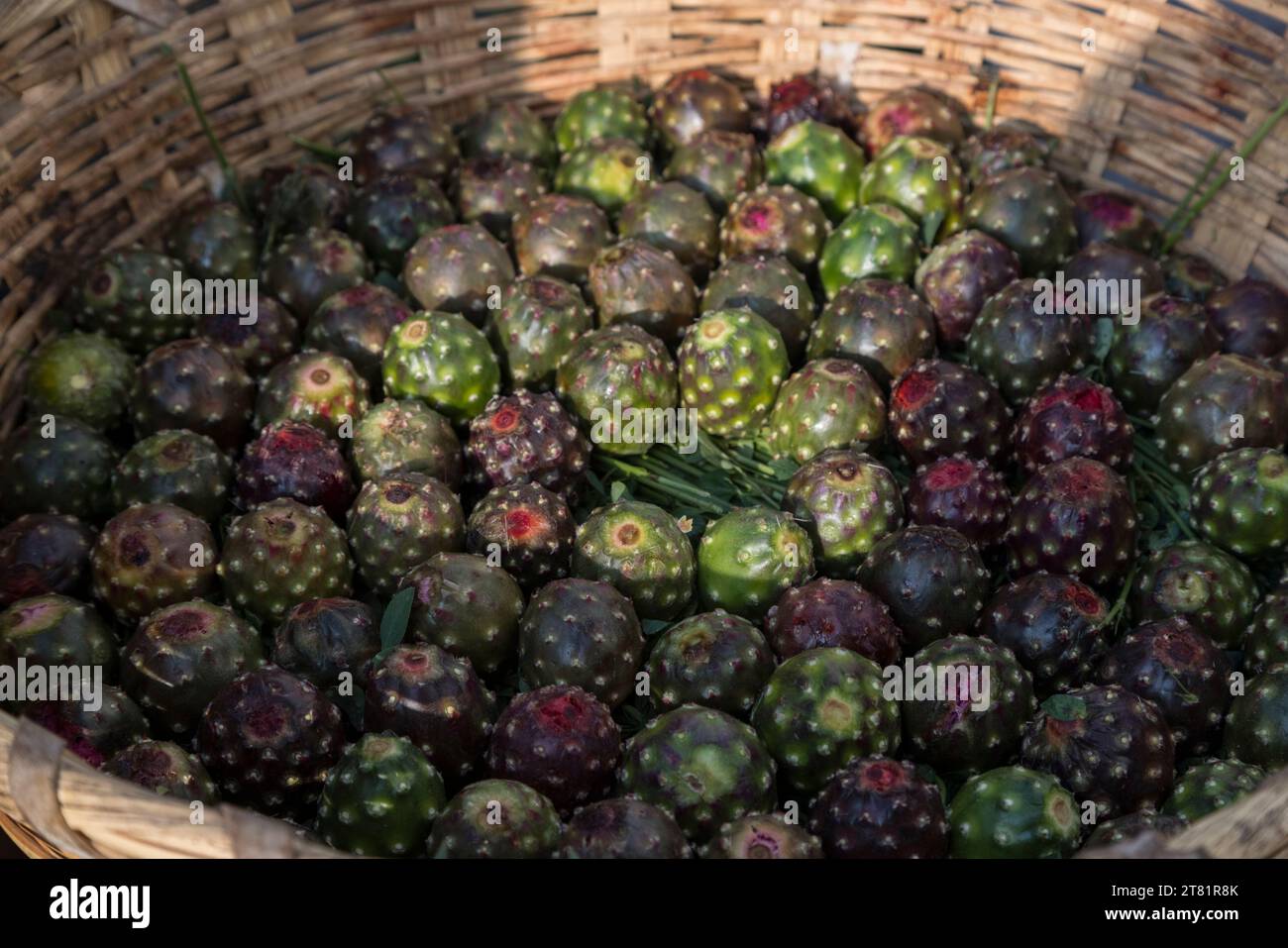 Pitaya, eine mexikanische Frucht Stockfoto