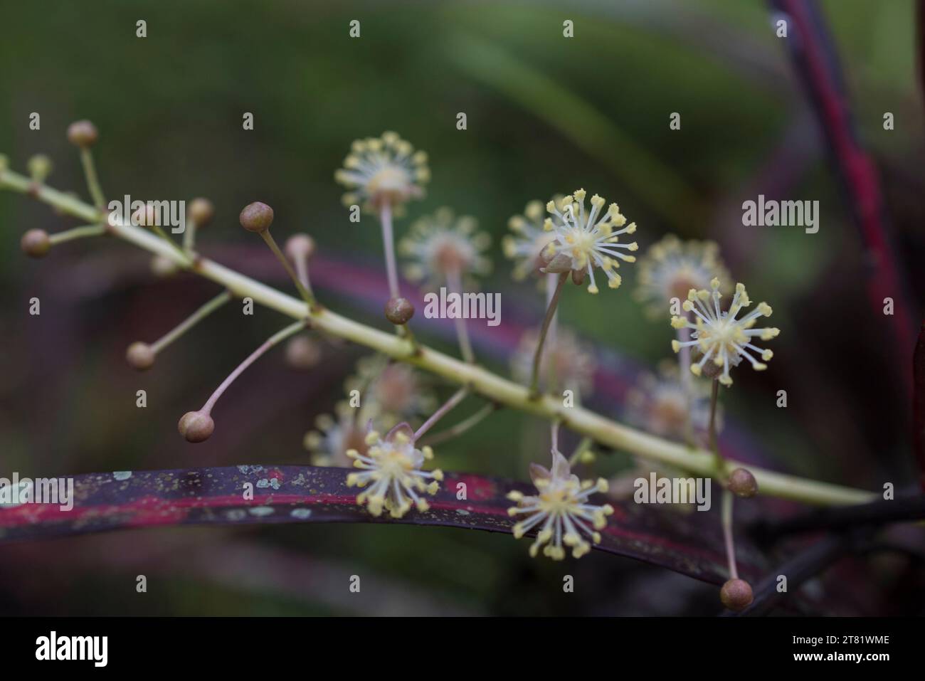 Verschiedene Arten von Blumen in Bildern, um ihre Schönheit und ihre Details zu sehen. Stockfoto