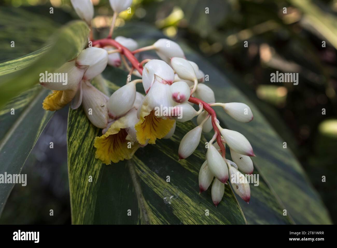 Verschiedene Arten von Blumen in Bildern, um ihre Schönheit und ihre Details zu sehen. Stockfoto