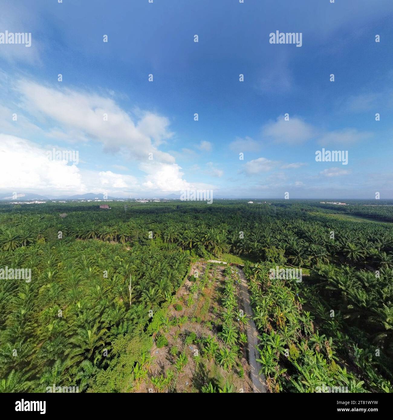 Panoramablick auf die Umgebung rund um die Palmölplantagen. Stockfoto