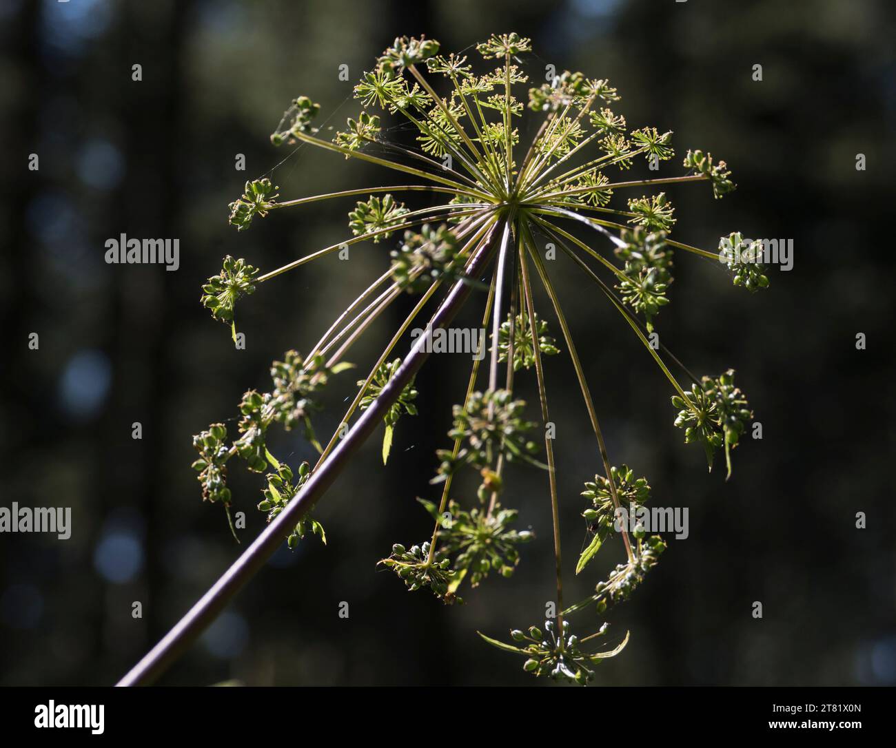 Verschiedene Arten von Blumen in Bildern, um ihre Schönheit und ihre Details zu sehen. Stockfoto