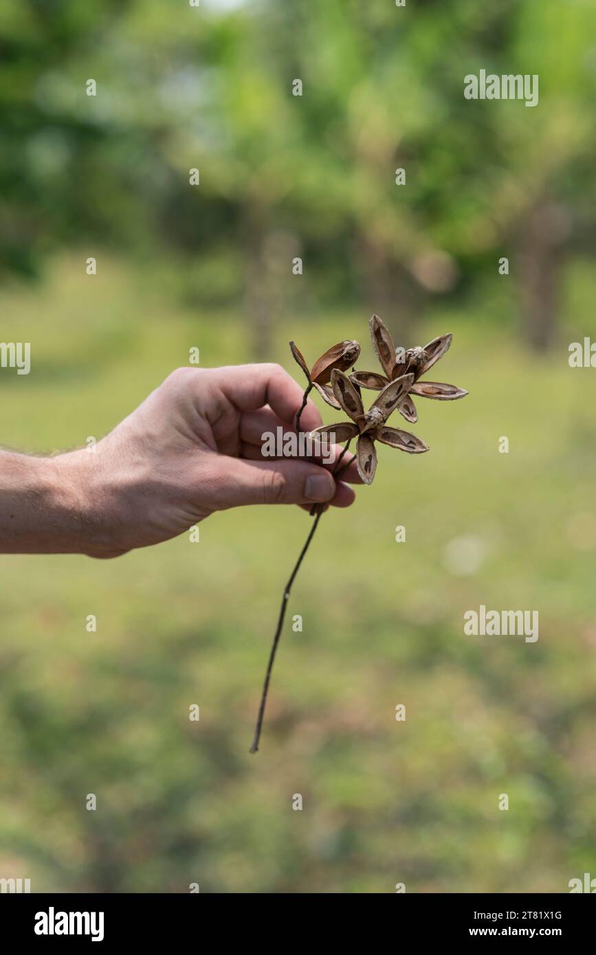 Verschiedene Arten von Blumen in Bildern, um ihre Schönheit und ihre Details zu sehen. Stockfoto