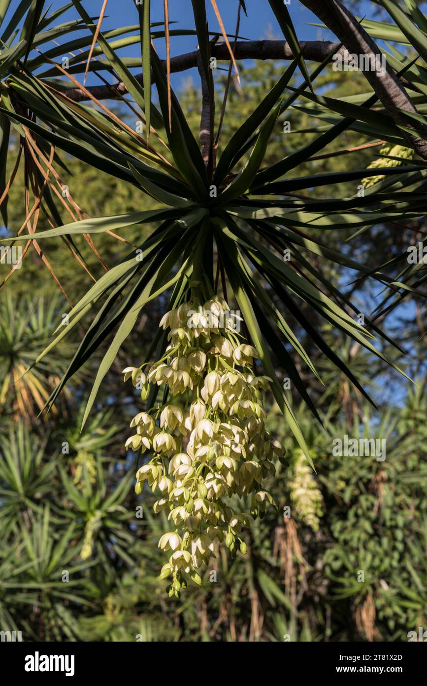 Verschiedene Arten von Blumen in Bildern, um ihre Schönheit und ihre Details zu sehen. Stockfoto