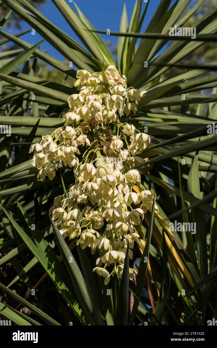 Verschiedene Arten von Blumen in Bildern, um ihre Schönheit und ihre Details zu sehen. Stockfoto