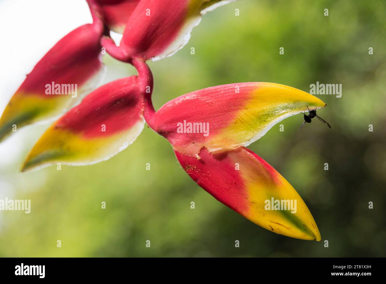 Verschiedene Arten von Blumen in Bildern, um ihre Schönheit und ihre Details zu sehen. Stockfoto