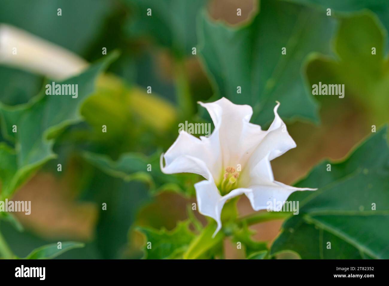 Datura stramonium, bekannt unter den gebräuchlichen Namen Dornapfel, Jimsonweed (Jimsonweed), Teufelsschlinge oder Teufelstrompete, ist eine giftige blühende Pflanze Stockfoto
