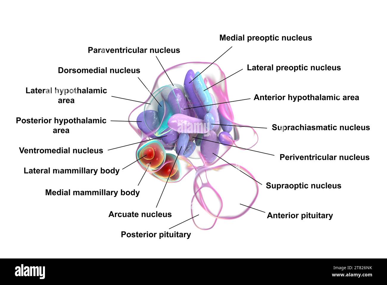 Hypothalamuskerne, Illustration Stockfoto