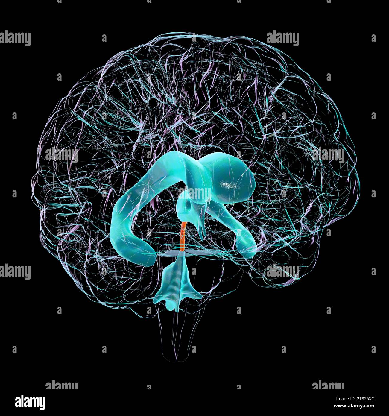 Hirnaquädukt, Illustration Stockfoto