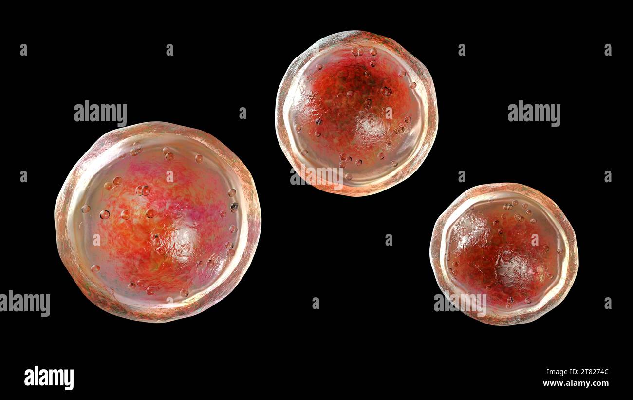 Emmonsia pathogene Pilze, Illustration Stockfoto