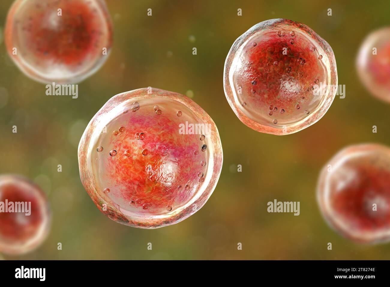 Emmonsia pathogene Pilze, Illustration Stockfoto