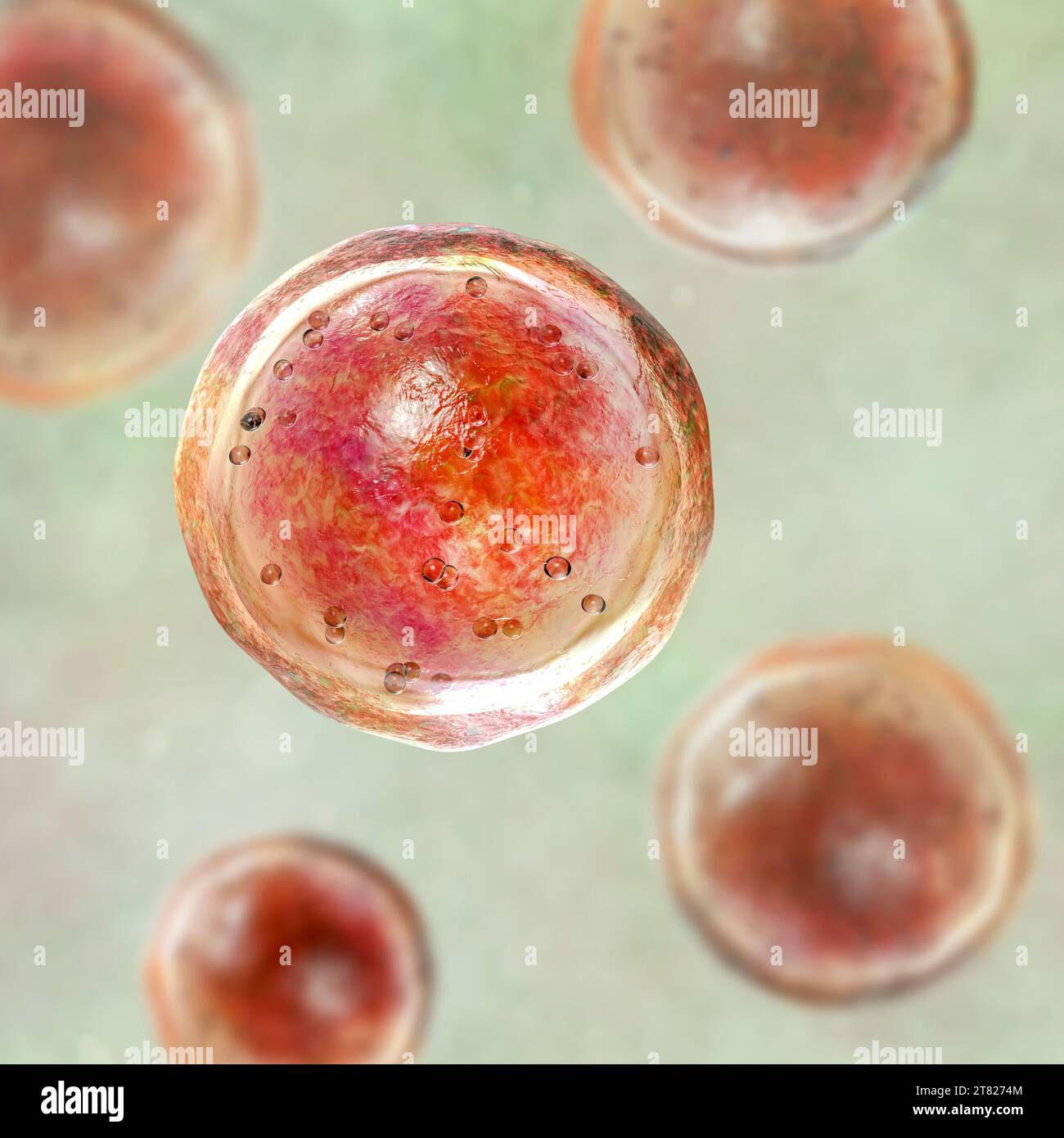 Emmonsia pathogene Pilze, Illustration Stockfoto