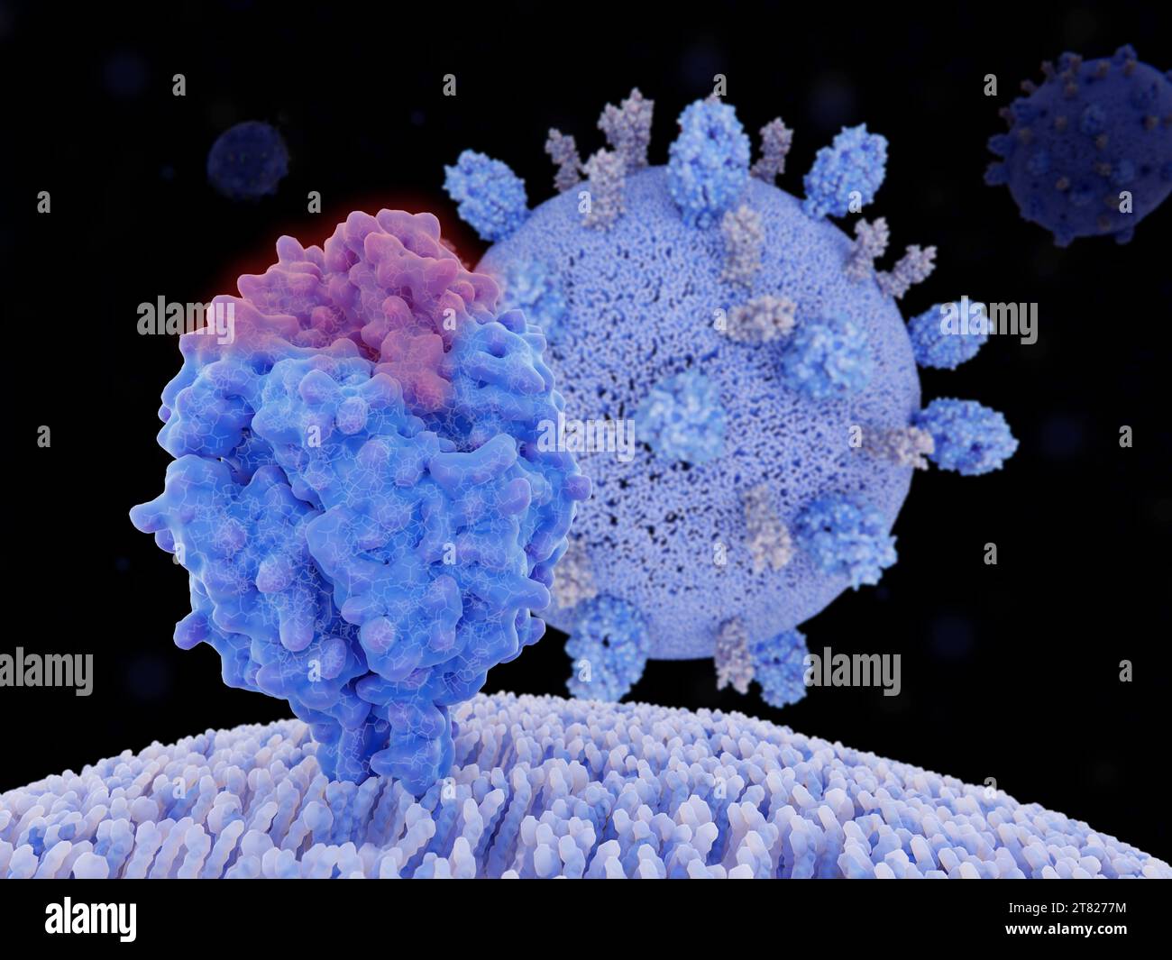 Respiratorisches Syncytial-Virus, Illustration Stockfoto