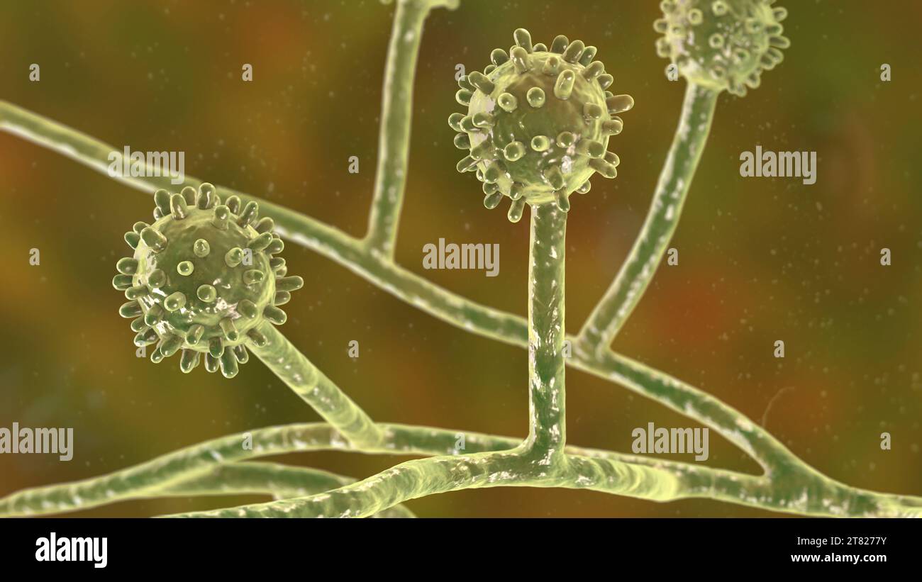 Histoplasma capsulatum Fungus, Illustration Stockfoto