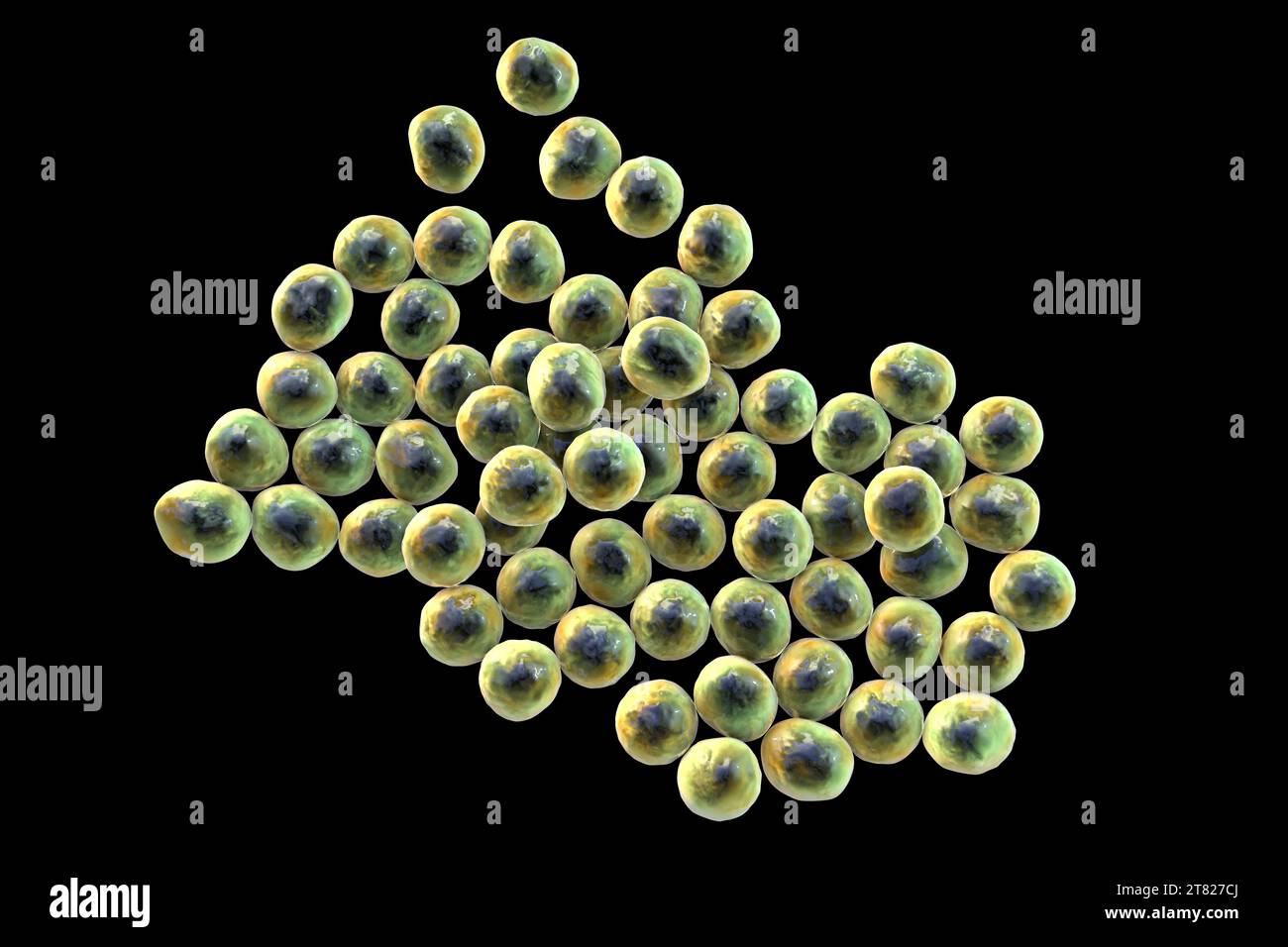 Staphylokokkenbakterien, Illustration Stockfoto
