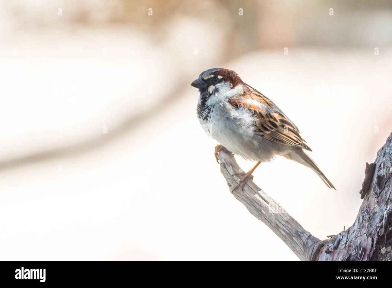 Hausspatzen (Passer domesticus) oder Spatzen oder Hausspatzen, männlich, sitzend auf dem Ast einer Kiefer (Pinus), sonniger Tag, Bucht Cala Portals, Mallorca Stockfoto