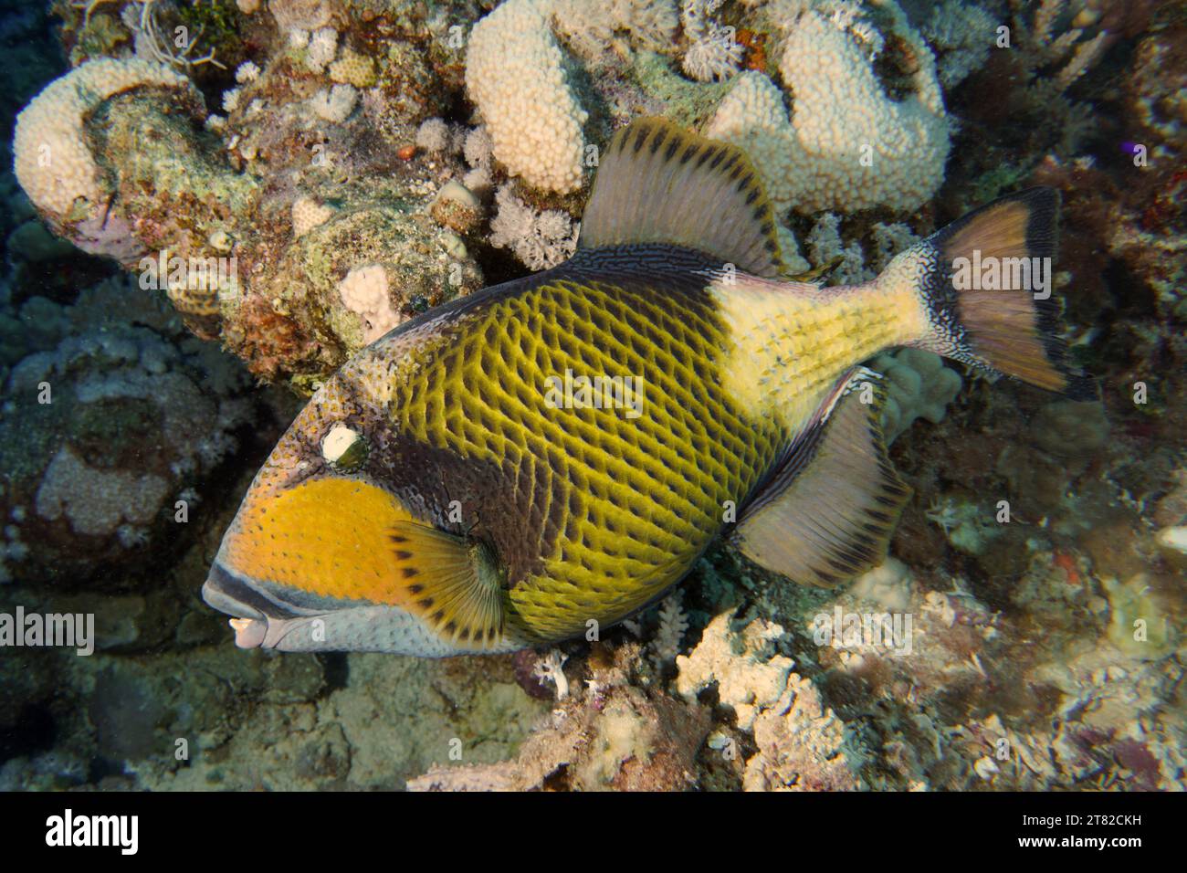 Titan Triggerfish (Balistoides viridescens), House Reef Tauchplatz, Mangrove Bay, El Quesir, Rotes Meer, Ägypten Stockfoto