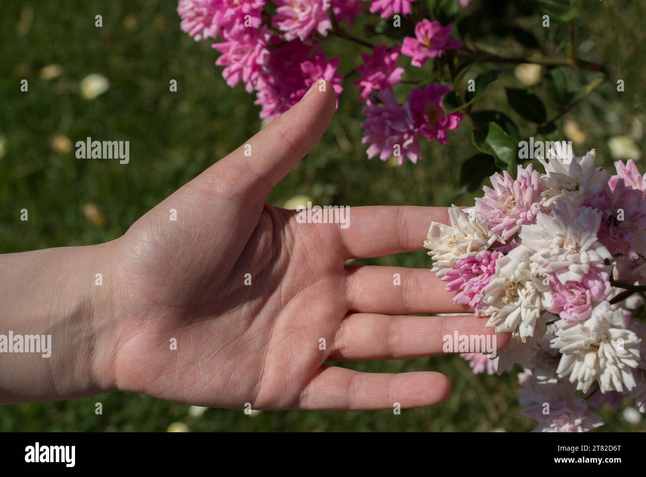 Schöne frische rose in der hand Stockfoto