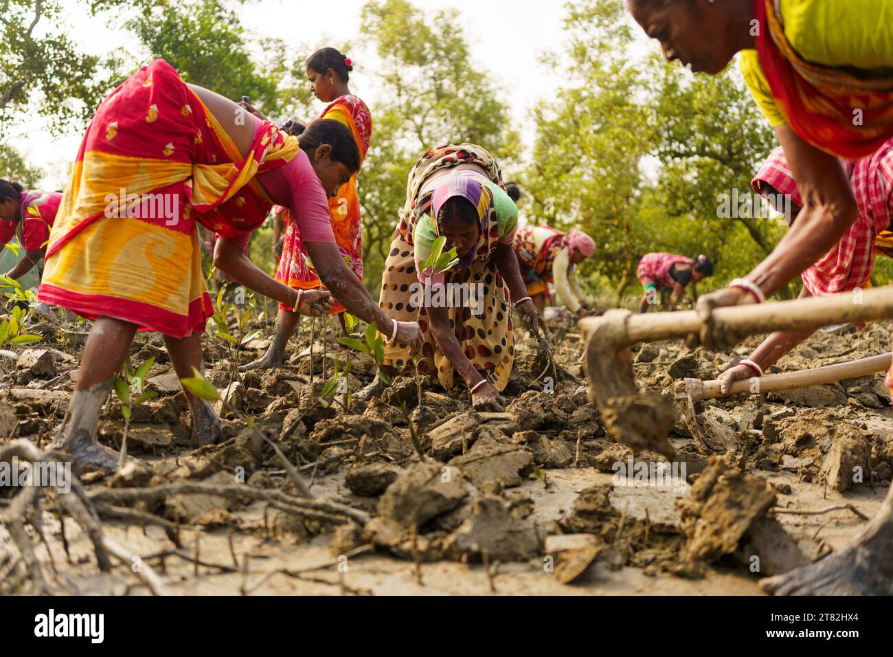 Sundarbans, Indien. November 2023. Indische Frauen werden beim Graben mit Schaufeln in einer Mangrovenplantage gesehen. Die Sundarbans sind die Region des Ganges-Deltas im Bundesstaat Westbengalen, wo die Auswirkungen des Klimawandels bereits sichtbar sind. Die Küstenerosion, die durch den Anstieg des Meeresspiegels, die immer stärkeren Wirbelstürme und den Anstieg des Süßwassersalzes verursacht wird, gehören zu den Hauptproblemen für die Menschen in der Region. (Credit Image: © Davide Bonaldo/SOPA Images via ZUMA Press Wire) NUR REDAKTIONELLE VERWENDUNG! Nicht für kommerzielle ZWECKE! Stockfoto