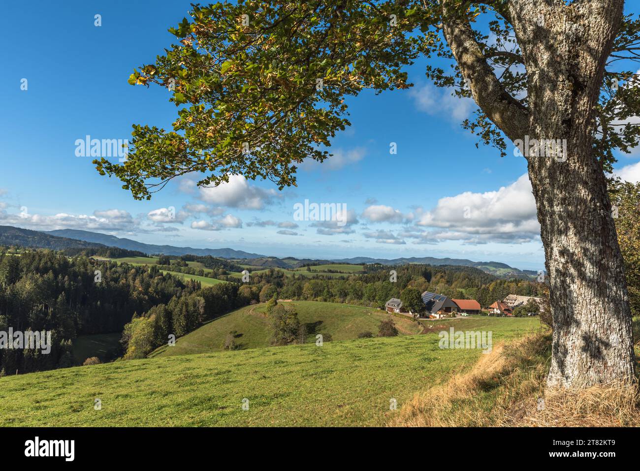 Hügelige Landschaft mit Wiesen und Bauernhöfen im südlichen Schwarzwald bei St. Maergen, Oberschwarzwald, Baden-Württemberg, Deutschland Stockfoto