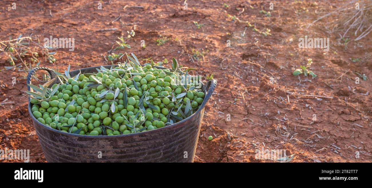 Ernteschaufel voll mit grünen Oliven. Saisonszene der Tafeloliven Stockfoto