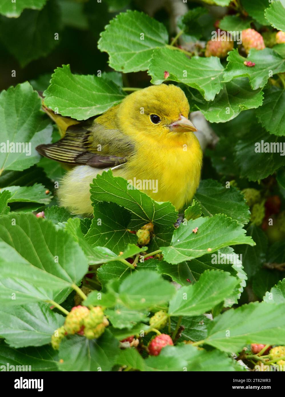 Hübsche gelbe, scharlachrote Tanager in einem Maulbeerbaum während des Frühlingszugs im smith Oaks Sanctuary auf der High Island bei winnie, texas Stockfoto