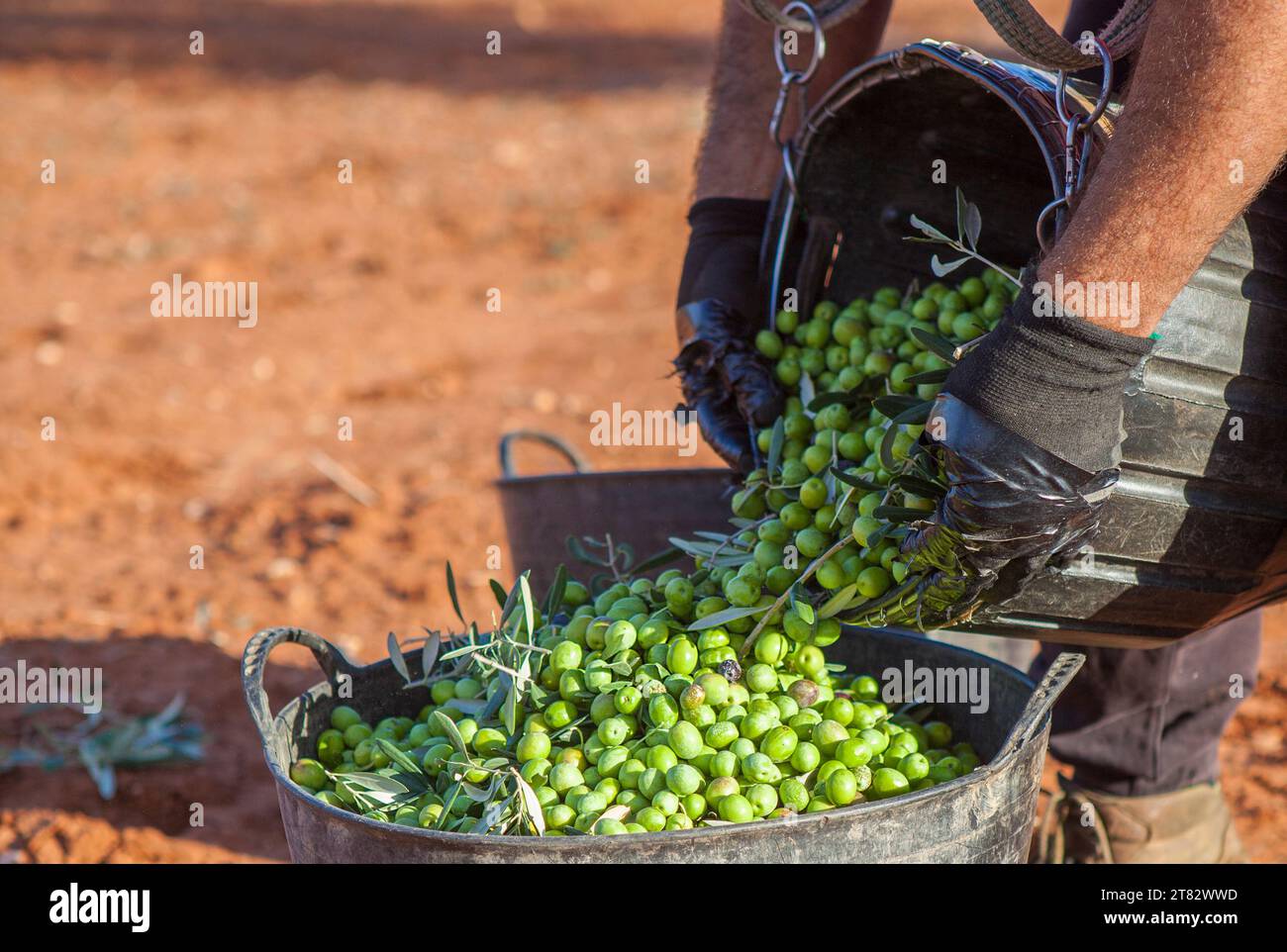 Der Arbeiter leert seinen Obstkorb mit Oliven in den Eimer. Saisonszene der Tafeloliven Stockfoto