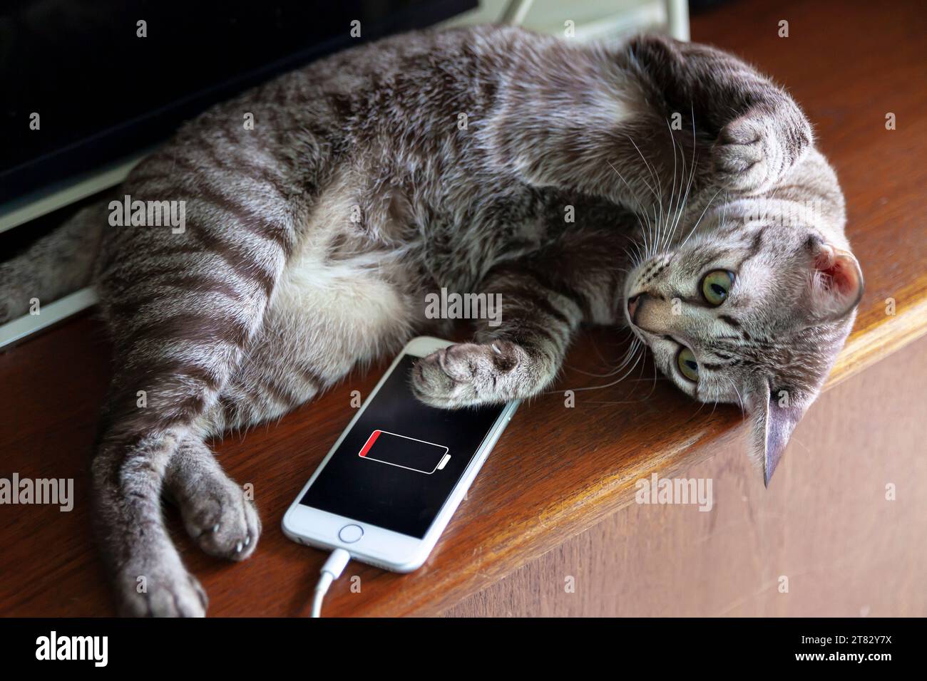 Katzen warten auf das Aufladen des Telefonakkus. Aufladen zur Maximierung der Akkulaufzeit Stockfoto