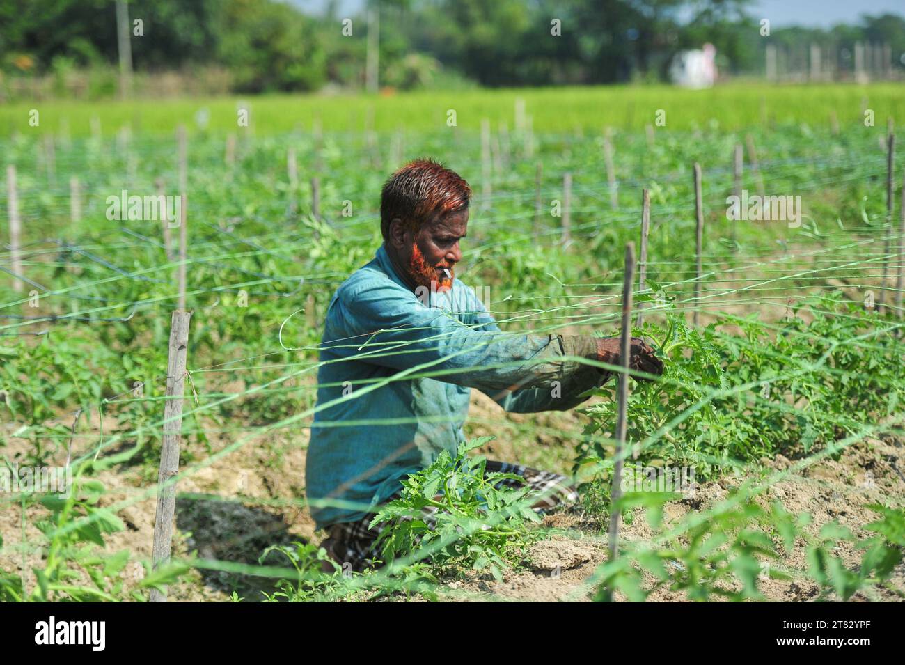 Der 60-jährige Zamir Ali erntet Tomaten auf einem Feld im Dorf Bade Ali Kandigao Union of Sylhet Sadar Upazila. Er ist ein erfolgreicher Gemüsebauer. Das ganze Jahr über baut er verschiedene Gemüsesorten für seinen eigenen Verzehr an. 1995 erhielt er den National Award für seinen Erfolg im Tomatenanbau. In diesem Jahr hat er Tomaten auf dem Land angebaut und erwartet, 5 Lakh-Rupien zu verdienen. Sylhet, Bangladesch. Stockfoto