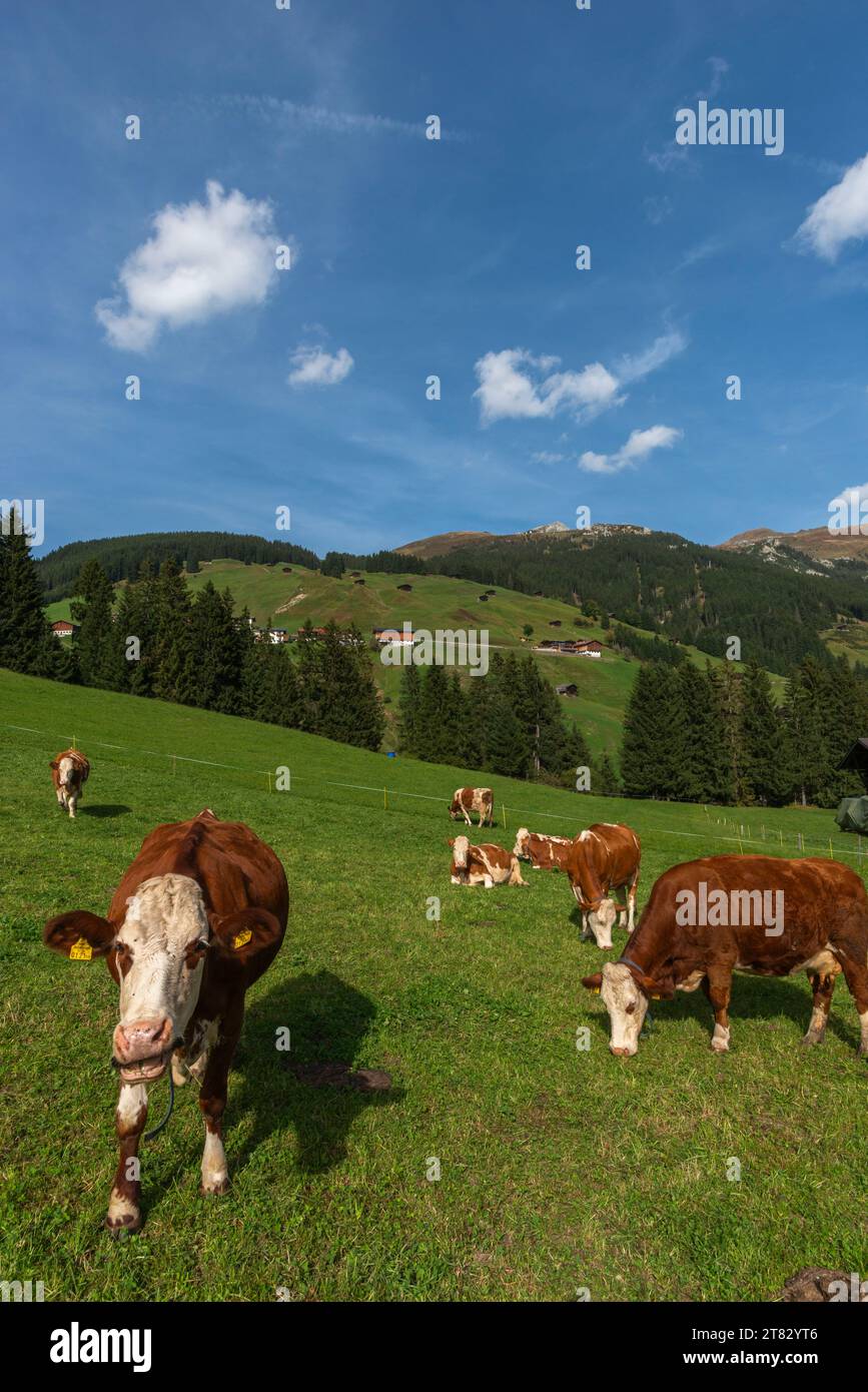 Kühe auf Almwiesen, Hamlet Gemais, Tuxertal, Zillertaler Alpen, Tirol, Österreich Stockfoto