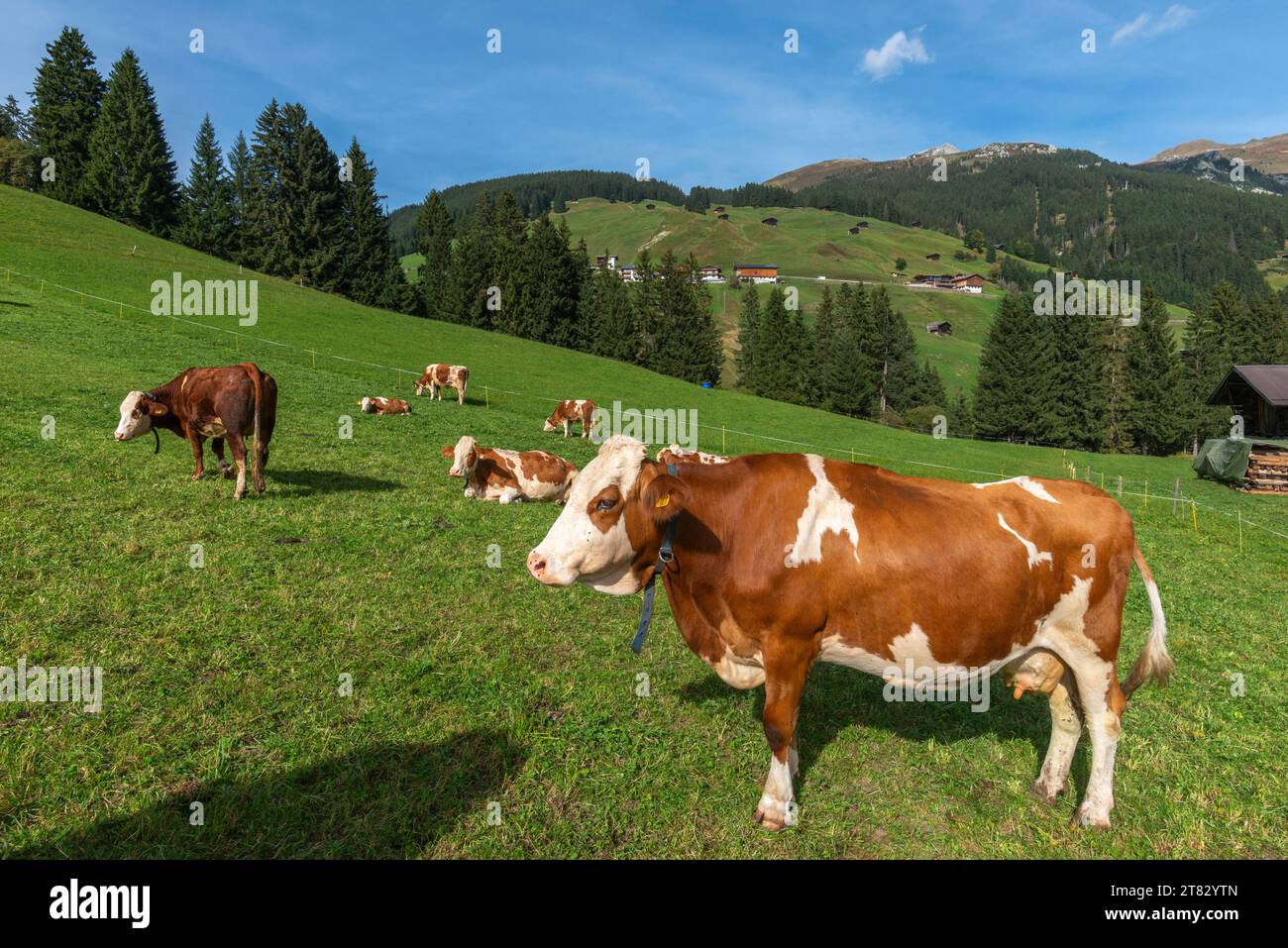 Kühe auf Almwiesen, Hamlet Gemais, Tuxertal, Zillertaler Alpen, Tirol, Österreich Stockfoto